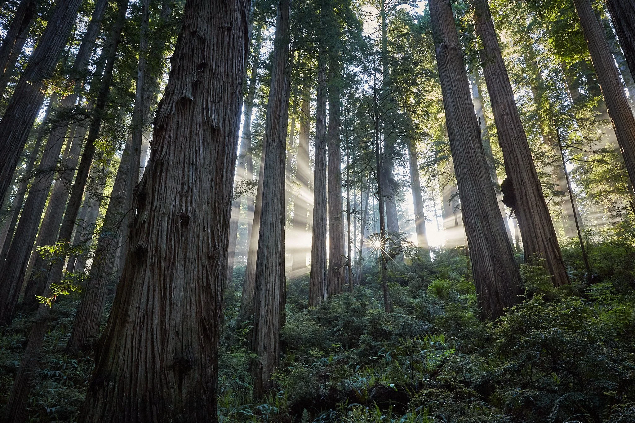 Gallery 3 — Ancient Forest Society